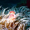 熱帯魚