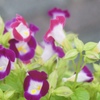 九月の花色　６