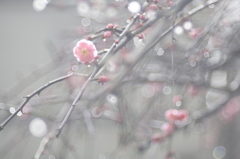 午前中に雨上がる