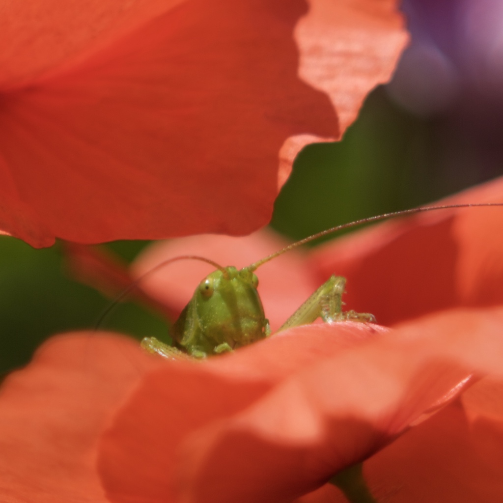 花の視線