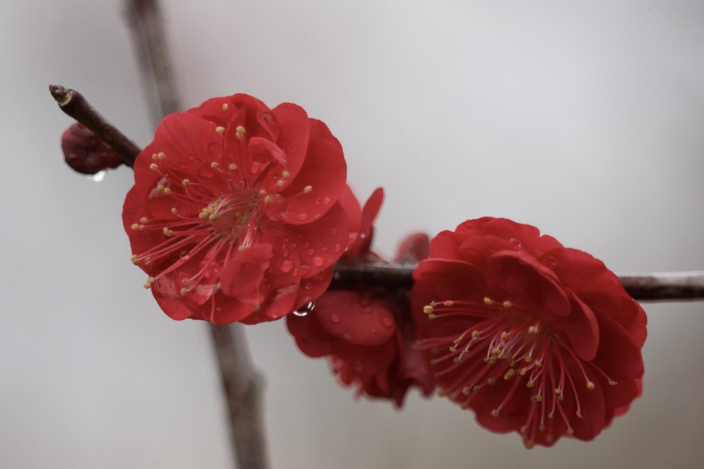 如月雨２