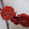 如月雨２