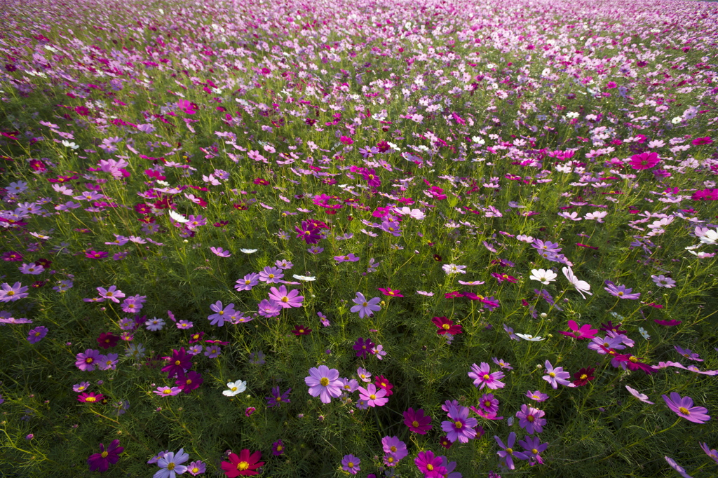 花の意思