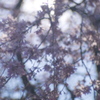 春の光と風