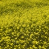 SPRING YELLOW 2