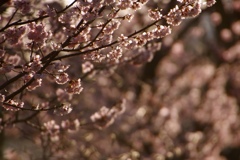 桜色ロード