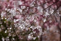桜風
