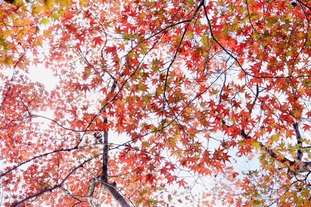 冬紅葉１