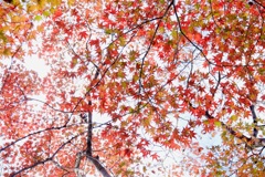 冬紅葉１