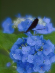 梅雨色