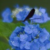 梅雨色