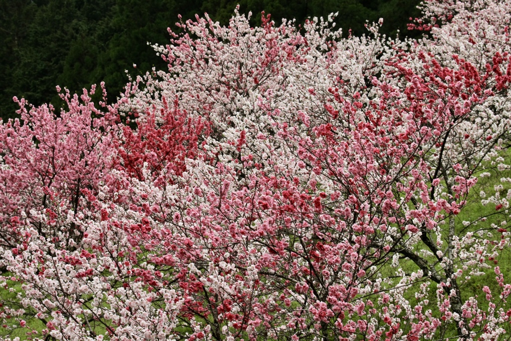 山間春爛漫