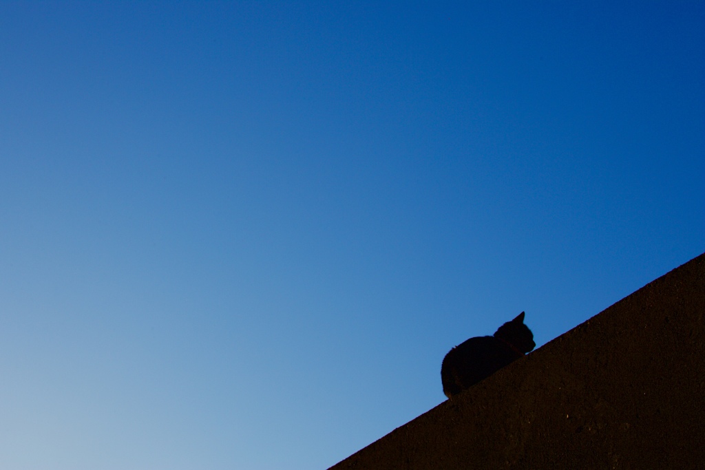 猫の年の瀬