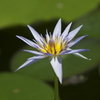 花の主張
