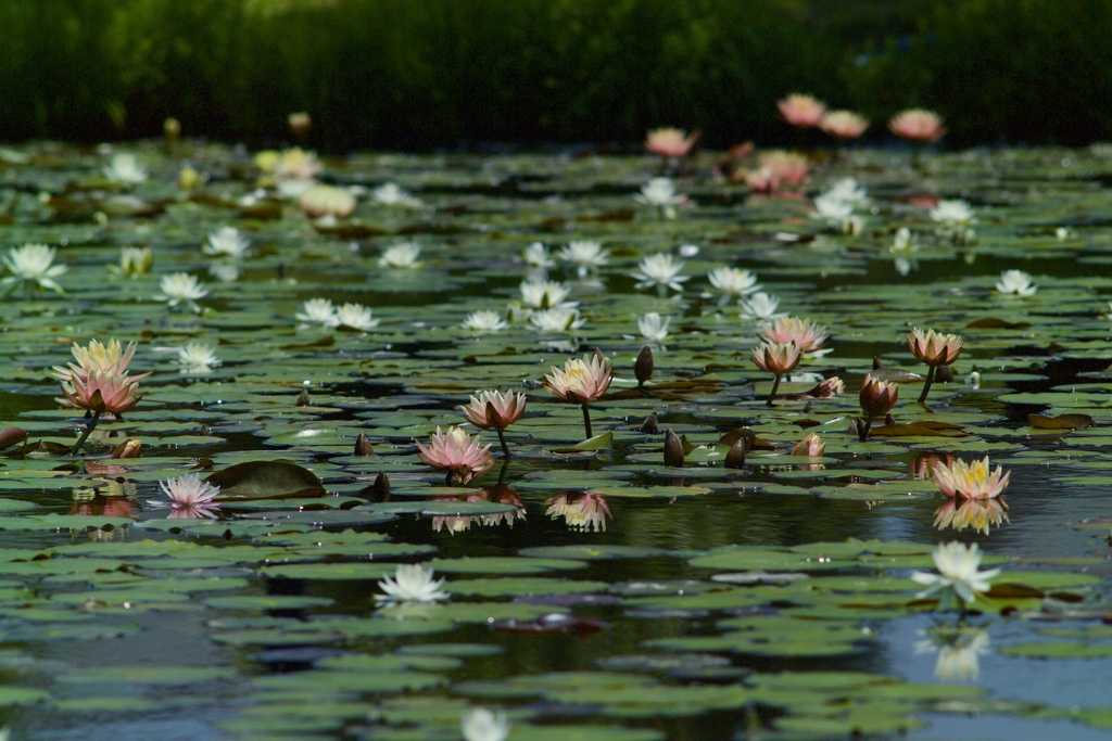 にぎわう初夏の池