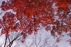 紅の帳