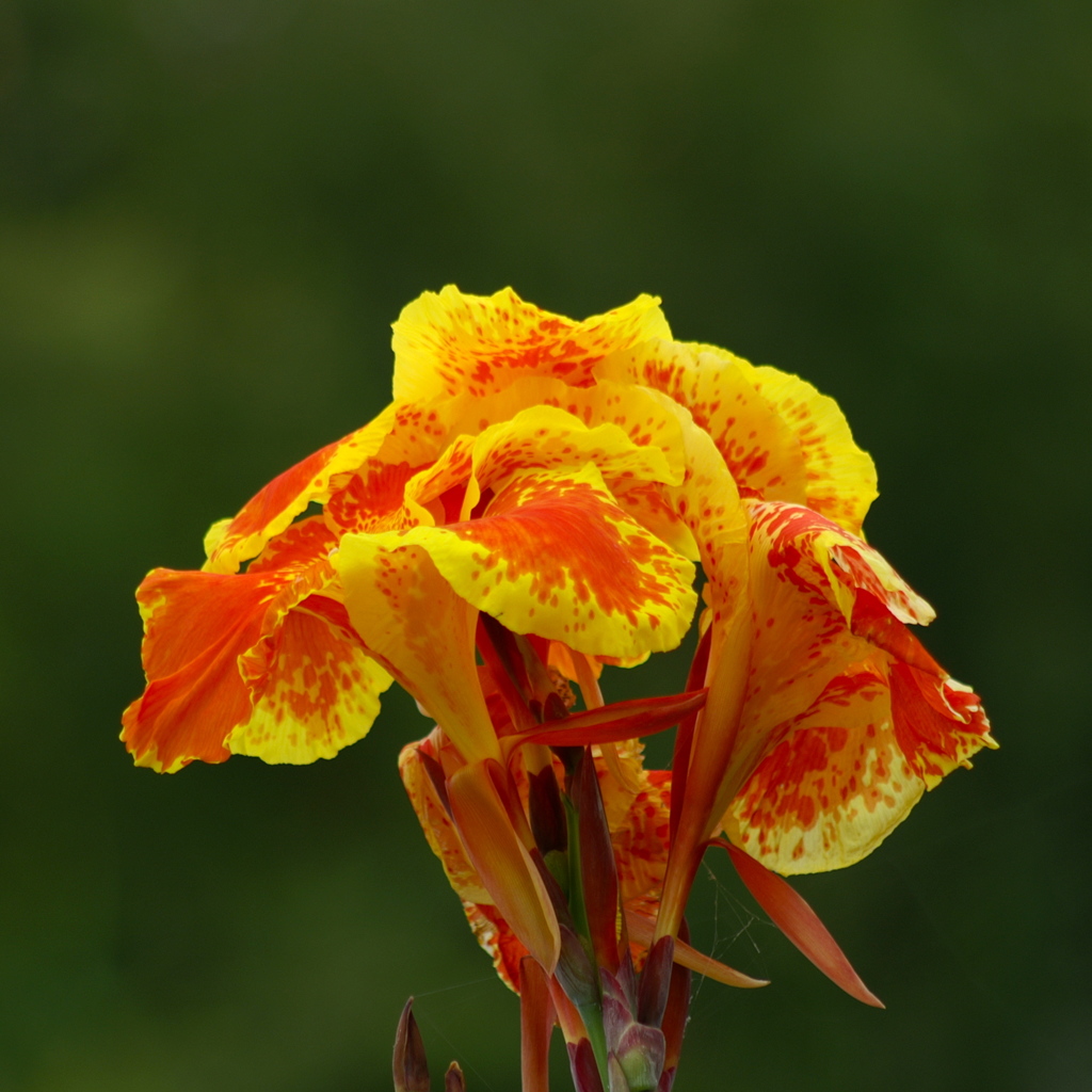 河川敷の夏の花３