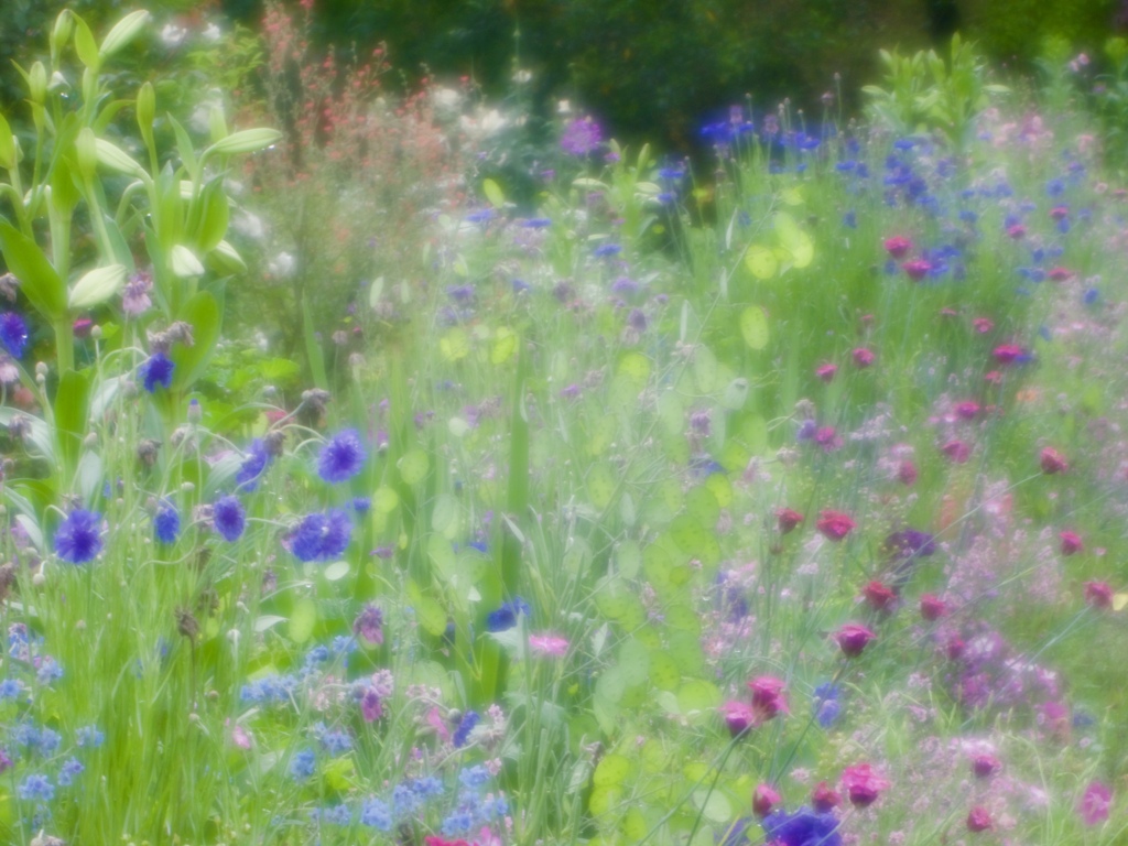 花の時間と色２