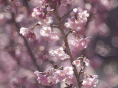 桜光陰