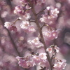 桜光陰