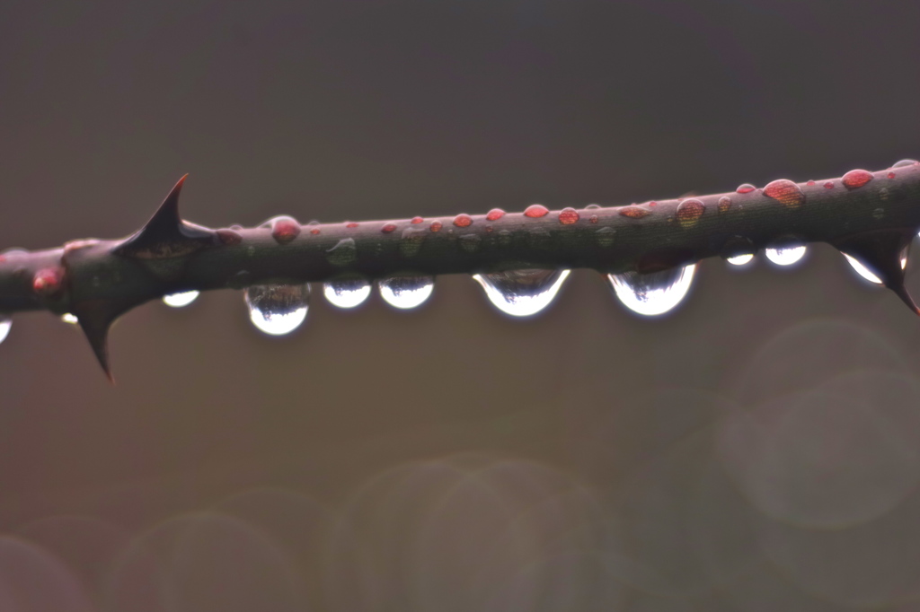 初雨