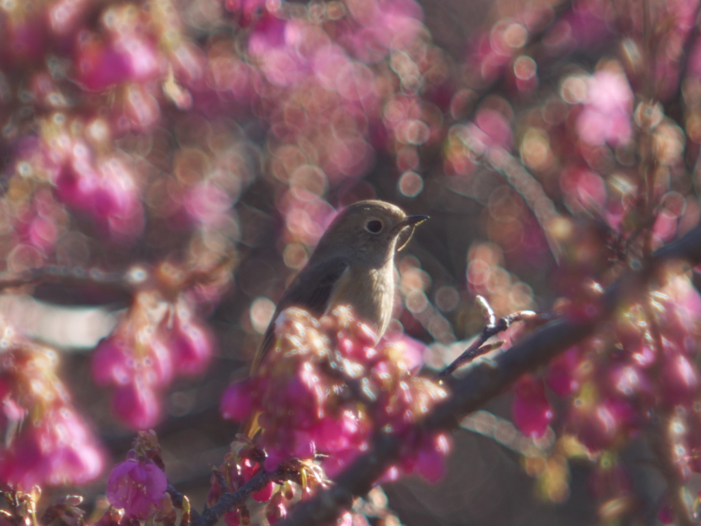花より団子