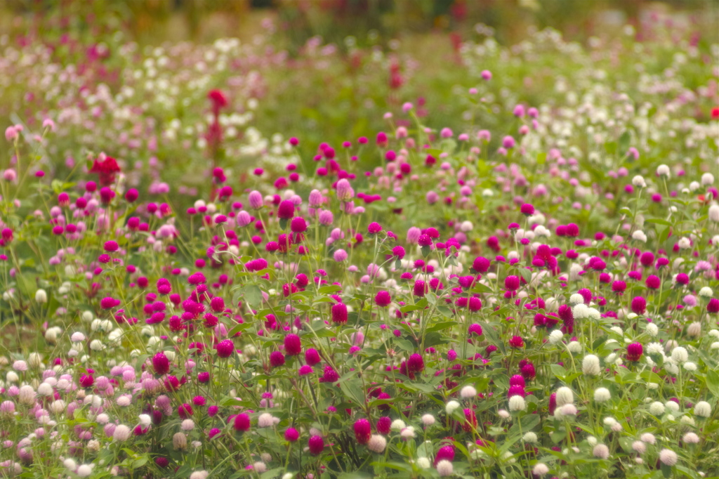 秋の花壇