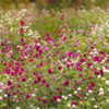 秋の花壇