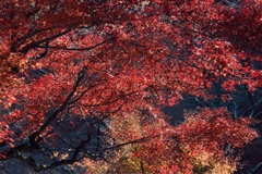 冬紅葉４