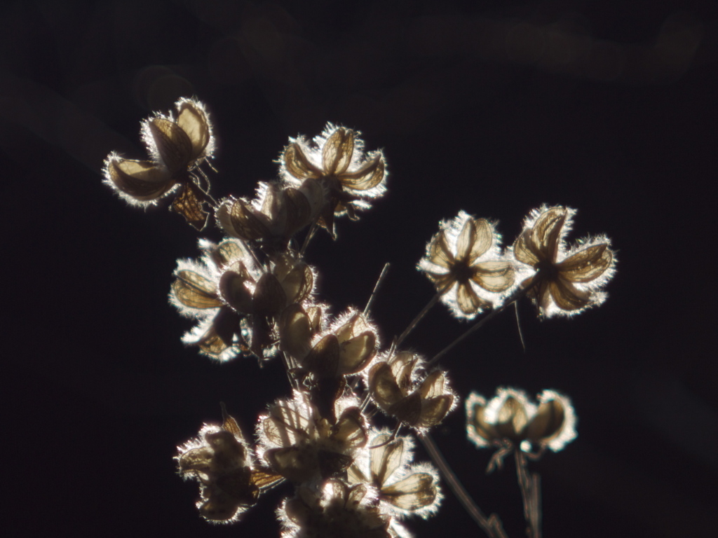 光の花