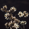 光の花