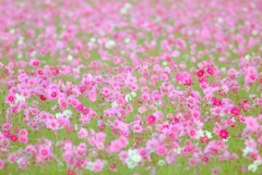 十一月のお花畑