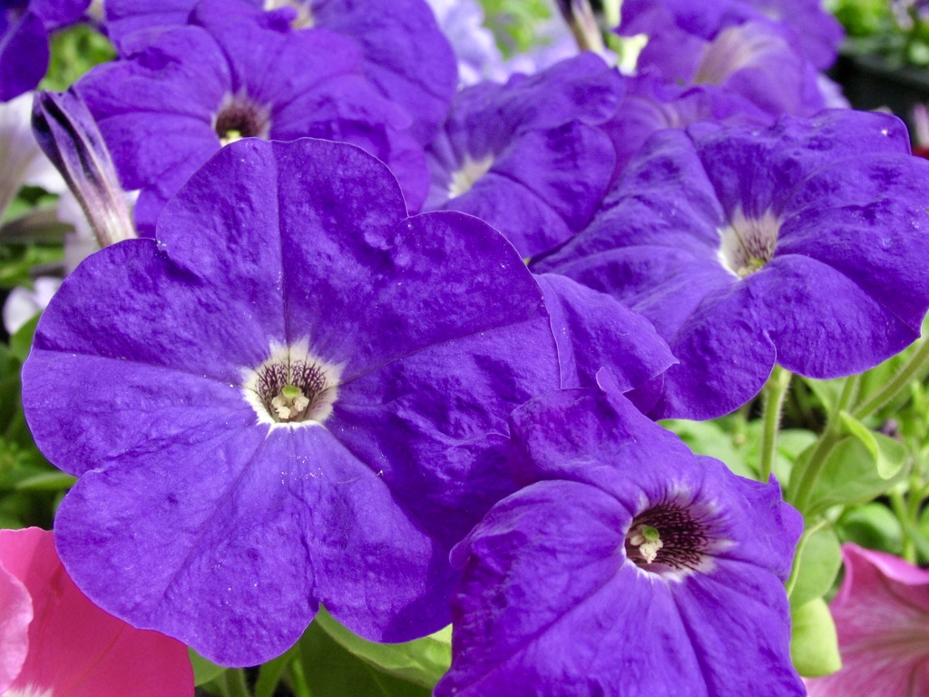 花の主張  4