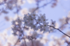 蒼桜