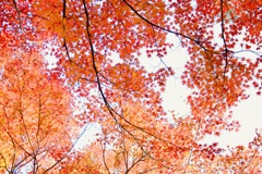 冬紅葉２