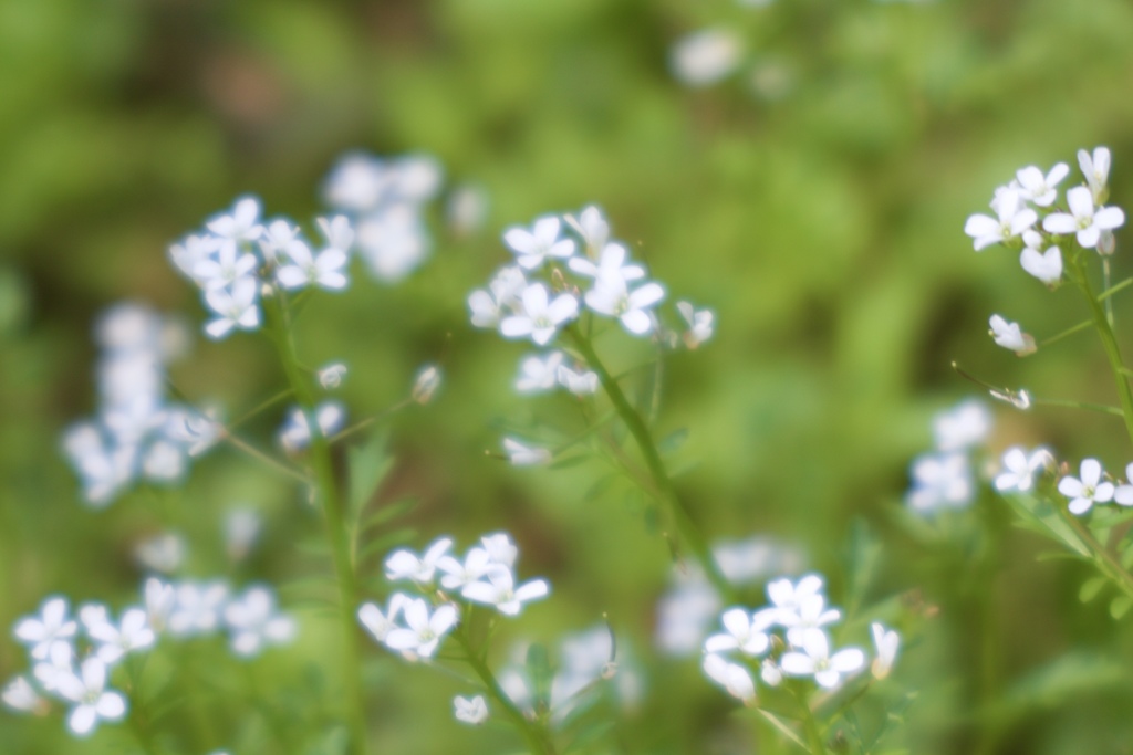 野の花　3