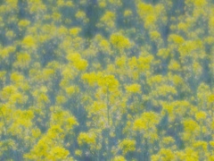 Spring Yellow