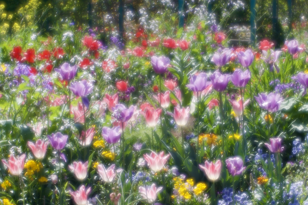 花の庭７