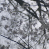 花曇り　
