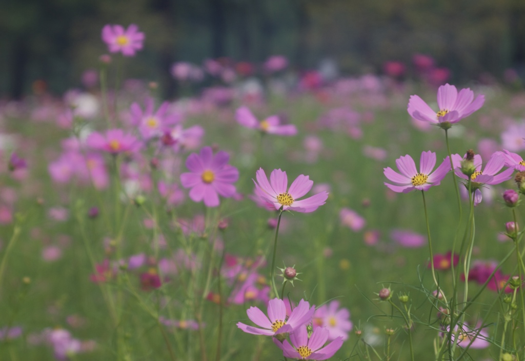 花風