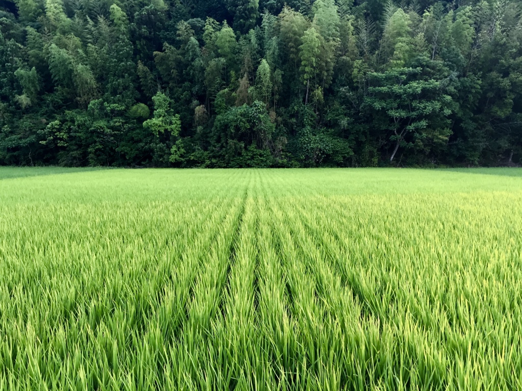 夕刻の散歩道にて