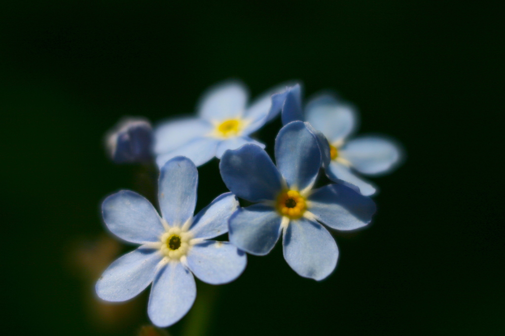 TINY SKYBLUE