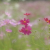 ピンク薫る