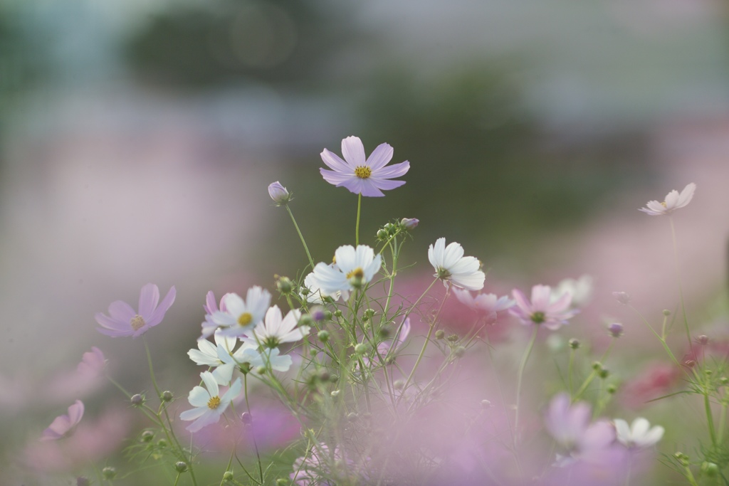 夕刻のどか