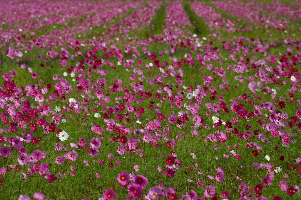 花の宴２