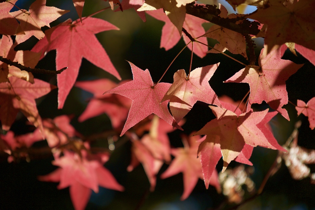 紅葉ハント