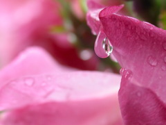 PINK DROP