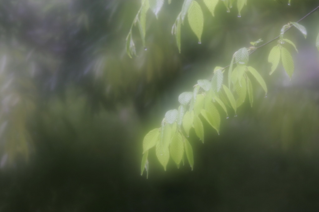 雨の午後