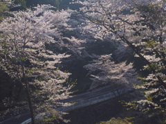 桜山道