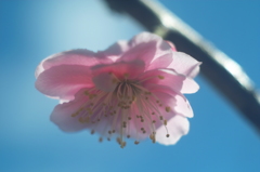 如月今日